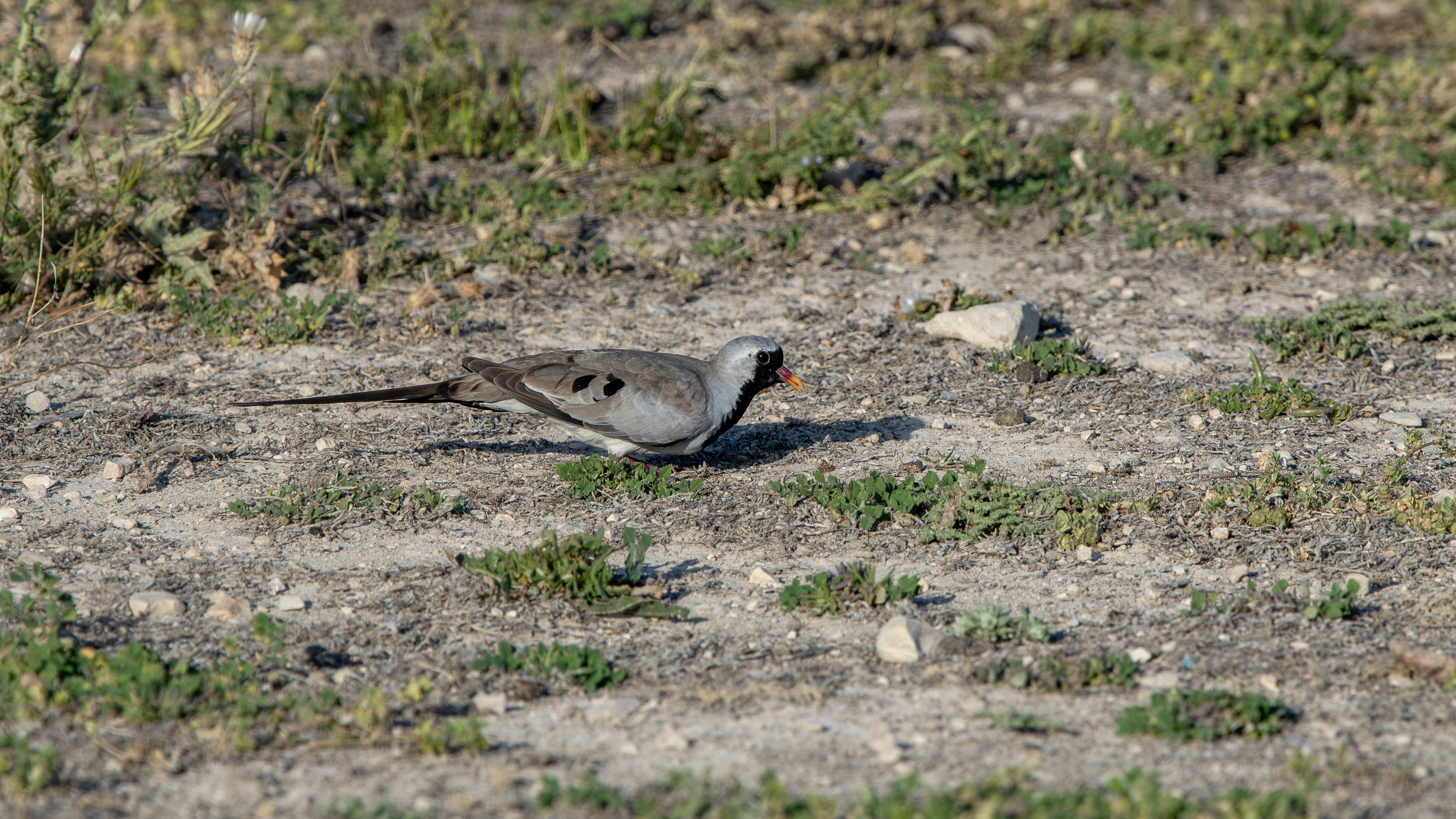 Namaqua Dove